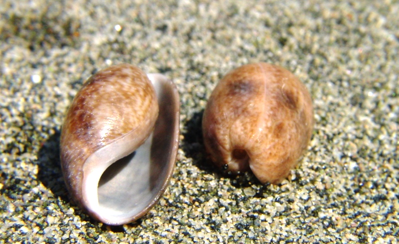 Un''armatura di gelatina: come si difende la Bulla striata